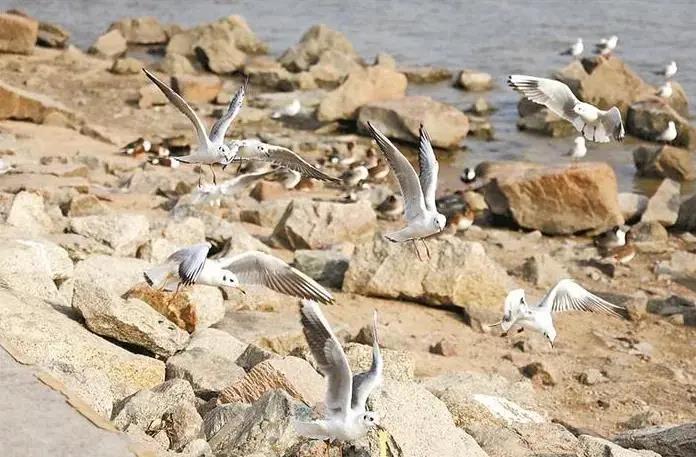 深圳迎來觀鳥賞魚最佳季節！