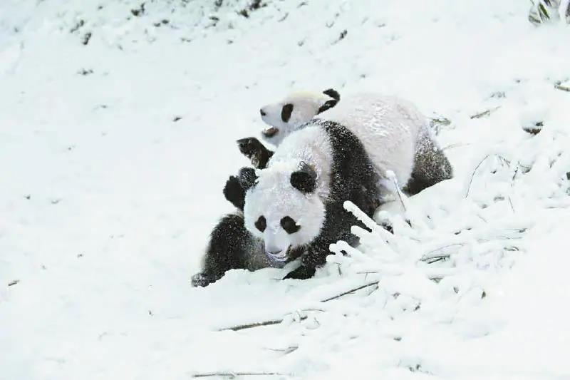 雅安：做更好的大熊貓守護者