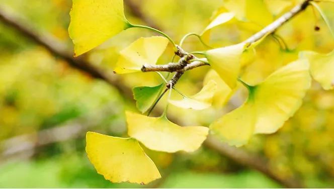 速來打卡&ldquo;銀杏染秋&rdquo;，韶關南雄銀杏文化旅游季開啟！