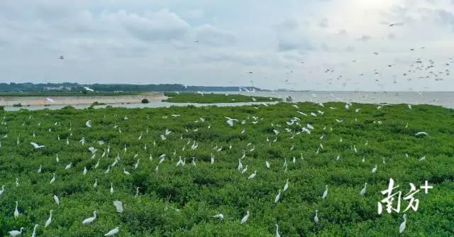 珍稀鳥類云集，湛江紅樹林成&ldquo;鳥的天堂&rdquo;