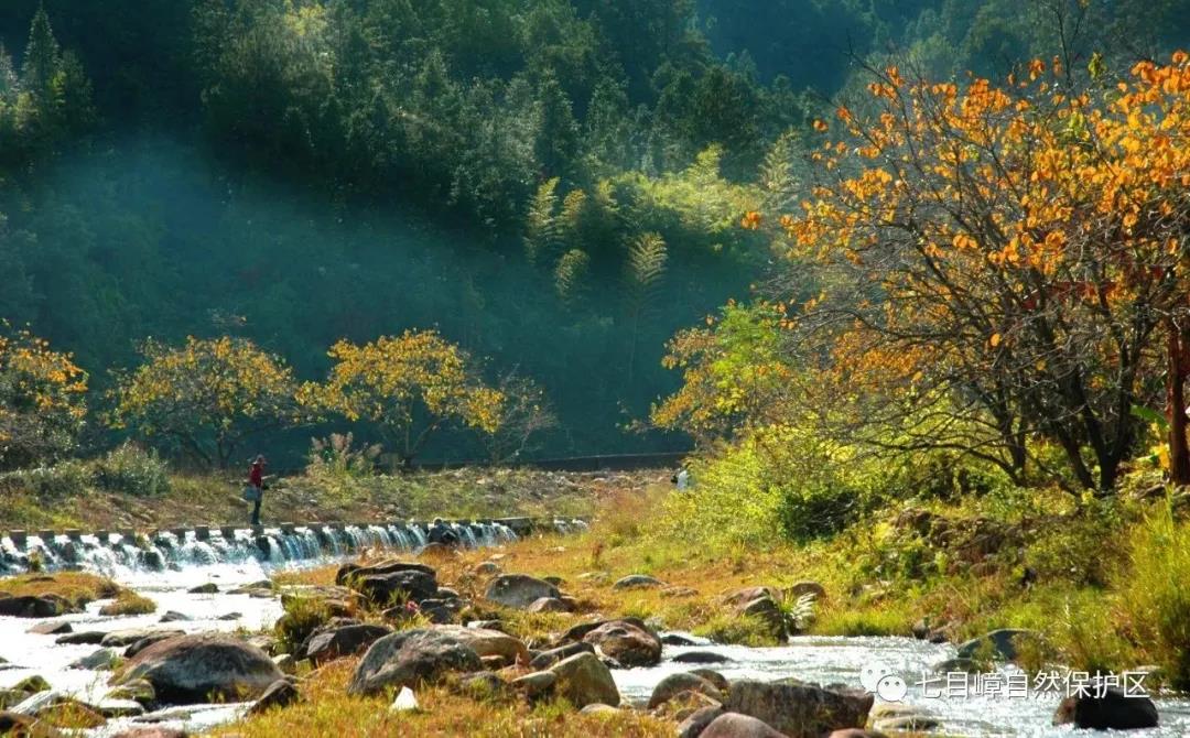 小靈貓等珍稀物種現身五華七目嶂保護區