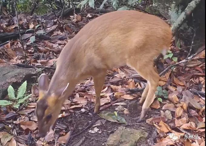 粵野覓鏡｜探秘深山精靈&mdash;&mdash;赤麂