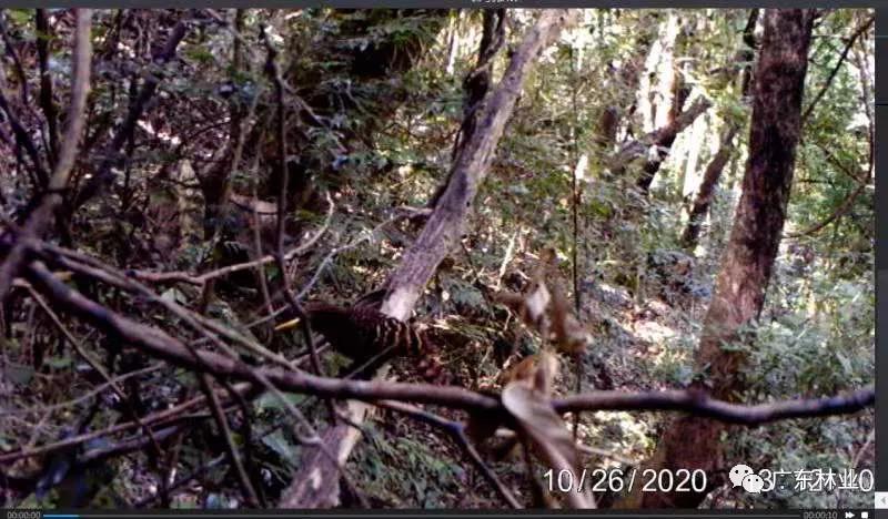 多圖曝光！多種珍稀野生動物現身連山筆架山