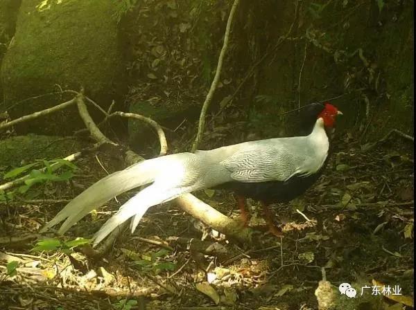 小靈貓、豹貓等&ldquo;國保&rdquo;動物現(xiàn)身東源康禾保護區(qū)！