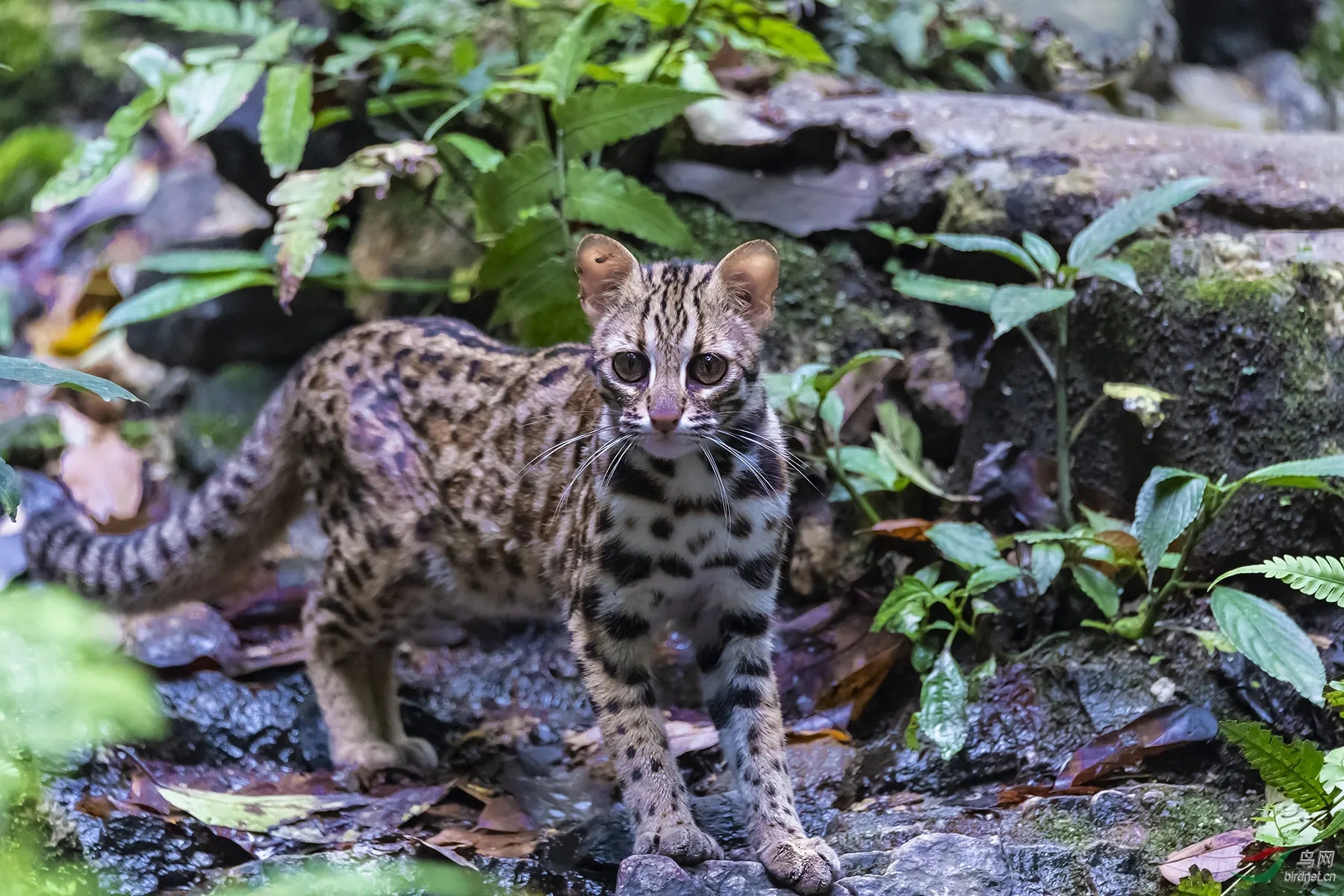 澳盾身邊的自然觀察&mdash;&mdash;紅外相機下的南方豹貓