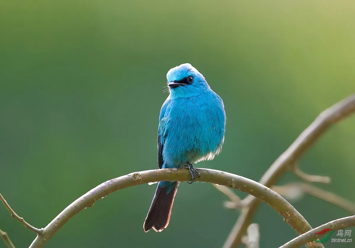 澳盾身邊的自然觀察&mdash;&mdash;銅藍(lán)鹟（wēng）