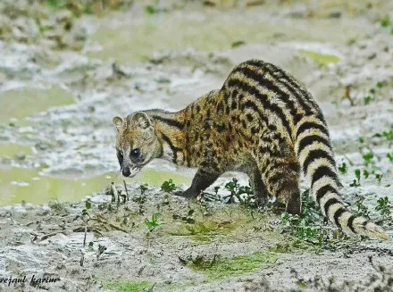 珍貴影像曝光！珠海淇澳島小靈貓首次&ldquo;帶娃&rdquo;亮相！