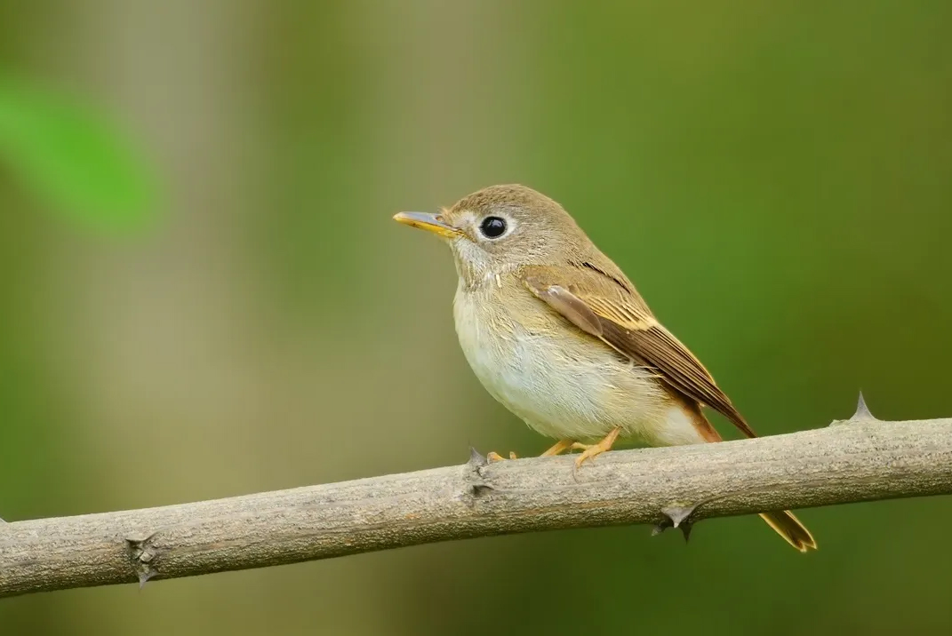 澳盾身邊的自然觀察&mdash;&mdash;褐胸鹟（wēng）