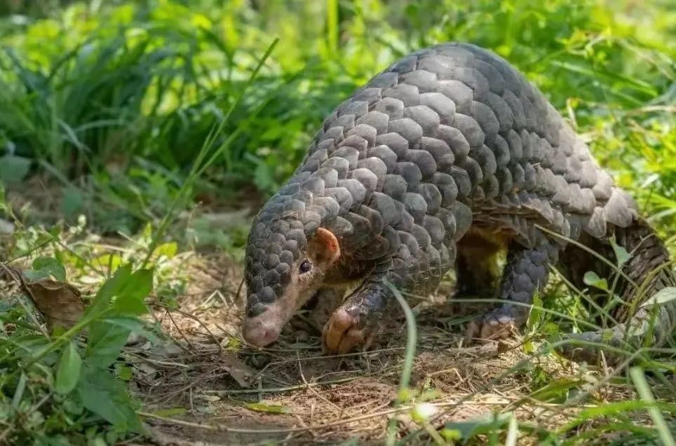 國家一級保護野生動物再現(xiàn)茂名！內(nèi)有珍貴視頻，快來看！