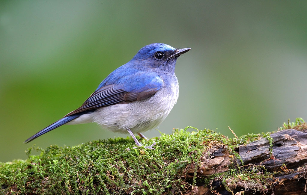 澳盾身邊的自然觀察&mdash;&mdash;海南藍仙鹟